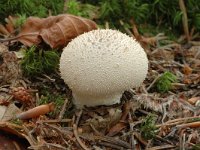 Lycoperdon perlatum 3, Parelstuifzwam, Saxifraga-Jan van der Straaten