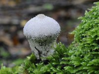 Lycoperdon perlatum 38, Parelstuifzwam, Saxifraga-Luuk Vermeer