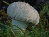 Lycoperdon perlatum 4, Parelstuifzwam, Saxifraga-Marijke Verhagen