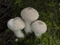 Lycoperdon perlatum 15, Parelstuifzwam, Saxifraga-Willem van Kruijsbergen