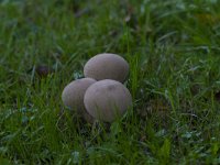 Lycoperdon perlatum 18, Parelstuifzwam, Saxifraga-Jan Nijendijk