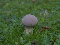 Lycoperdon perlatum 19, Parelstuifzwam, Saxifraga-Jan Nijendijk