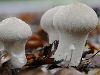 Lycoperdon perlatum 25, Parelstuifzwam, Saxifraga-Luuk Vermeer