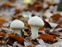 Lycoperdon perlatum 36, Parelstuifzwam, Saxifraga-Luuk Vermeer