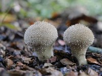 Lycoperdon perlatum 37, Parelstuifzwam, Saxifraga-Luuk Vermeer