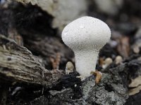 Lycoperdon perlatum 40, Parelstuifzwam, Saxifraga-Luuk Vermeer