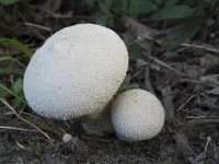 Lycoperdon perlatum 42, Parelstuifzwam, Saxifraga-Willem van Kruijsbergen