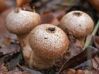 Lycoperdon perlatum 45, Parelstuifzwam, Saxifraga-Tom Heijnen