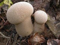 Lycoperdon perlatum 6, Parelstuifzwam, Saxifraga-Peter Meininger