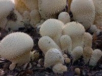 Parelstuifzwam  Parelstuifzwam natuurtuin te Harderwijk : Lycoperdon perlatum