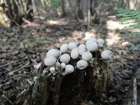 Lycoperdon pyriforme 2, Peervormige stuifzwam, Saxifraga-Luuk Vermeer