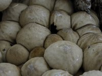 Lycoperdon pyriforme 4, Peervormige stuifzwam, Saxifraga-Luuk Vermeer