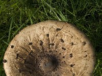 Macrolepiota procera 11, Grote parasolzwam, Saxifraga-Marijke Verhagen