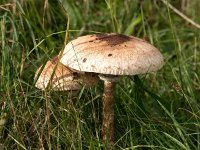 Macrolepiota procera 22, Grote parasolzwam, Saxifraga-Bart Vastenhouw