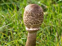 Macrolepiota procera 23, Grote parasolzwam, Saxifraga-Bart Vastenhouw