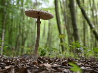 Macrolepiota procera 25, Grote parasolzwam, Saxifraga-Luuk Vermeer