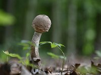 Macrolepiota procera 33, Grote parasolzwam, Saxifraga-Luuk Vermeer