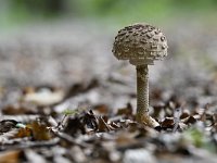 Macrolepiota procera 35, Grote parasolzwam, Saxifraga-Luuk Vermeer