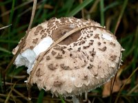 Macrolepiota procera 37, Grote parasolzwam, Saxifraga-Bart Vastenhouw