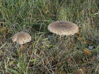 Macrolepiota procera 38, Grote parasolzwam, Saxifraga-Willem van Kruijsbergen