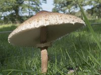 Macrolepiota procera 39, Grote parasolzwam, Saxifraga-Willem van Kruijsbergen