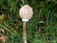 Macrolepiota procera 40, Grote parasolzwam, Saxifraga-Bart Vastenhouw