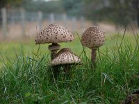 Macrolepiota procera 47, Grote parasolzwam, Saxifraga-Tom Heijnen