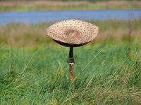 Macrolepiota procera 49, Grote parasolzwam, Saxifraga-Tom Heijnen