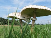 Macrolepiota procera 51, Grote parasolzwam, Saxifraga-Tom Heijnen