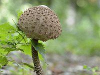 Macrolepiota procera 55, Grote parasolzwam, Saxifraga-Tom Heijnen