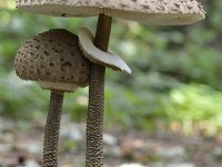 Macrolepiota procera 56, Grote parasolzwam, Saxifraga-Tom Heijnen