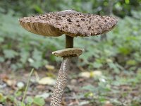 Macrolepiota procera 57, Grote parasolzwam, Saxifraga-Tom Heijnen