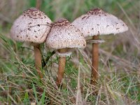 Macrolepiota procera 59, Grote parasolzwam, Saxifraga-Tom Heijnen