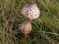 Macrolepiota procera 6, Grote parasolzwam, Saxifraga-Peter Meininger