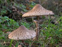 Macrolepiota procera 60, Grote parasolzwam, Saxifraga-Tom Heijnen