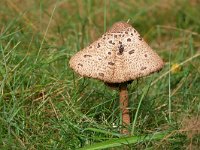 Macrolepiota procera 61, Grote parasolzwam, Saxifraga-Tom Heijnen