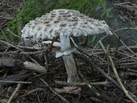 Macrolepiota rachodes 2, Knolparasolzwam, Saxifraga-Willem van Kruijsbergen