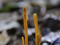 Macrotyphula fistulosa 14, Pijpknotszwam, Saxifraga-Luuk Vermeer