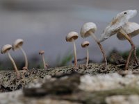 Marasmiellus ramealis 7, Takruitertje, Saxifraga-Luuk Vermeer