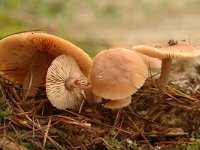 Marasmius acicula