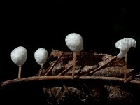 Marasmius epiphyllus 3, Witte taailing, Saxifraga-Jan van der Straaten