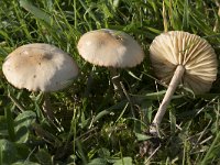 Marasmius oreades 2, Weidekringzwam, Saxifraga-Willem van Kruijsbergen