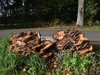 Meripilus giganteus 17, Reuzenzwam, Saxifraga-Luuk Vermeer