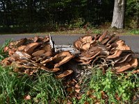 Meripilus giganteus 18, Reuzenzwam, Saxifraga-Luuk Vermeer