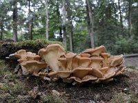 Meripilus giganteus 15, Reuzenzwam, Saxifraga-Luuk Vermeer