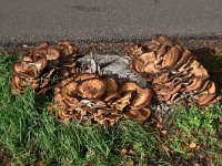 Meripilus giganteus 19, Reuzenzwam, Saxifraga-Luuk Vermeer