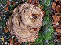 Meripilus giganteus 34, Reuzenzwam, Saxifraga-Tom Heijnen