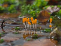 Beekmijtertje  Beekmijtertje in sprengenkop bij Niersen : Mitrula paludosa