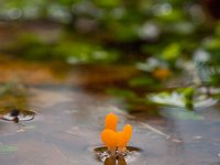 Beekmijtertje  Beekmijtertje in sprengenkop bij Niersen : Mitrula paludosa