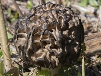 Morchella elata 1, Kegelmorielje, Saxifraga-Willem van Kruijsbergen